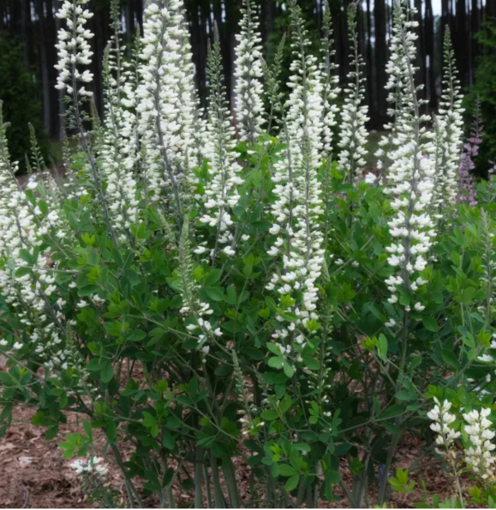 Baptisia 'Lunar Eclipse'  or ‘Plum Rosy’– False Indigo (2 Plants)