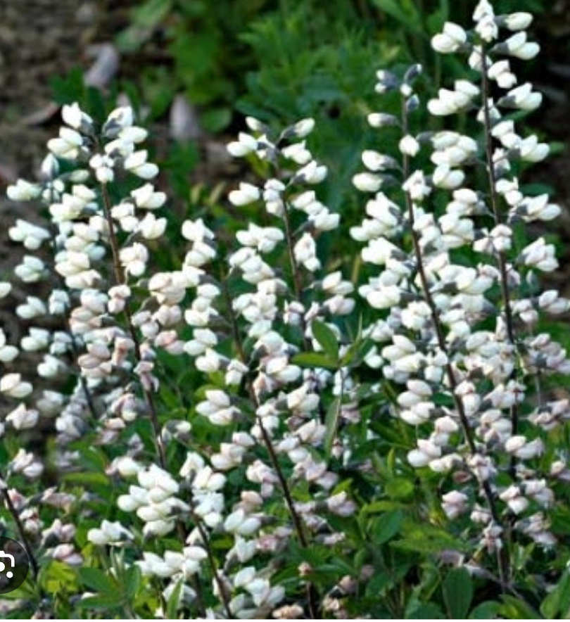 Baptisia 'Lunar Eclipse'  or ‘Plum Rosy’– False Indigo (2 Plants)