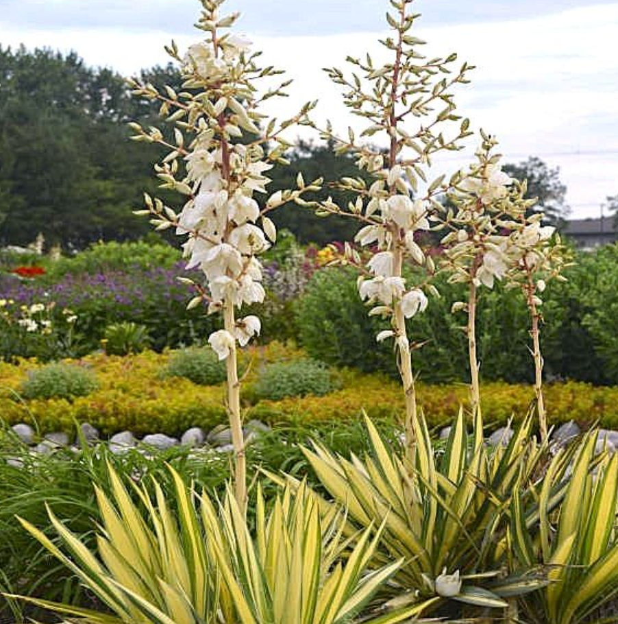 Yucca ‘Color Guard’  (2 Plants)