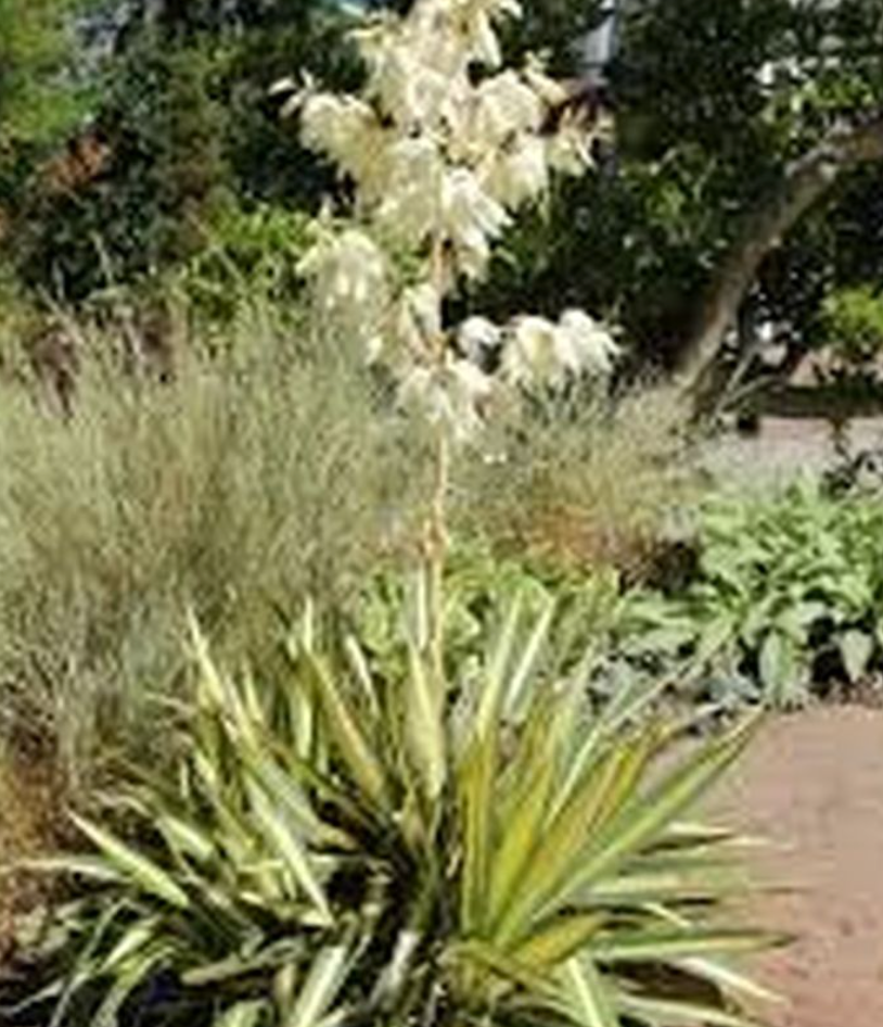 Yucca ‘Color Guard’  (2 Plants)