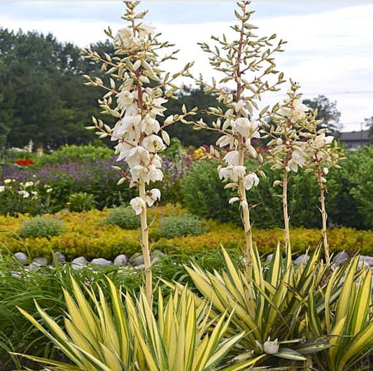 Yucca ‘Color Guard’  (2 Plants)
