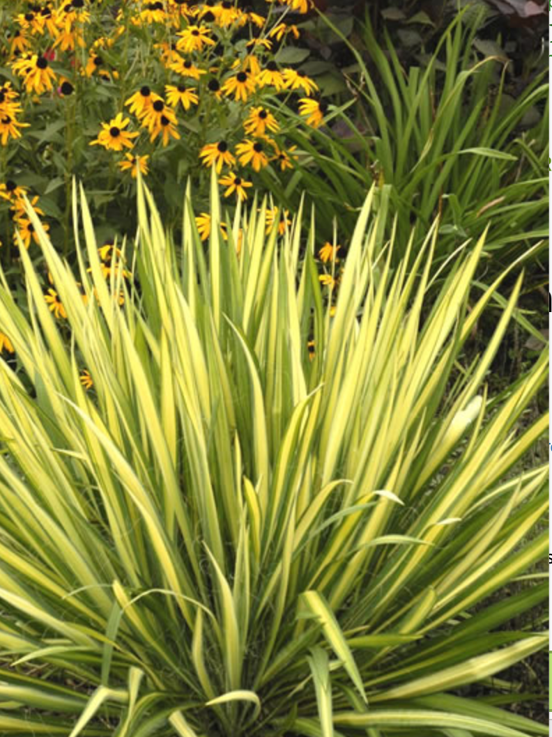 Yucca ‘Color Guard’  (2 Plants)