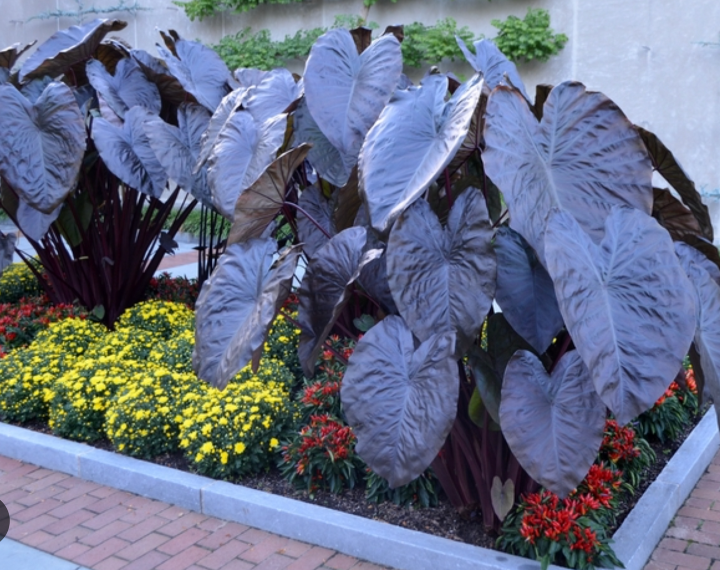 Royal Hawaiian® 'Black Coral' Elephant Ear – Giant Black Tropical Foliage Plant (set of 2)