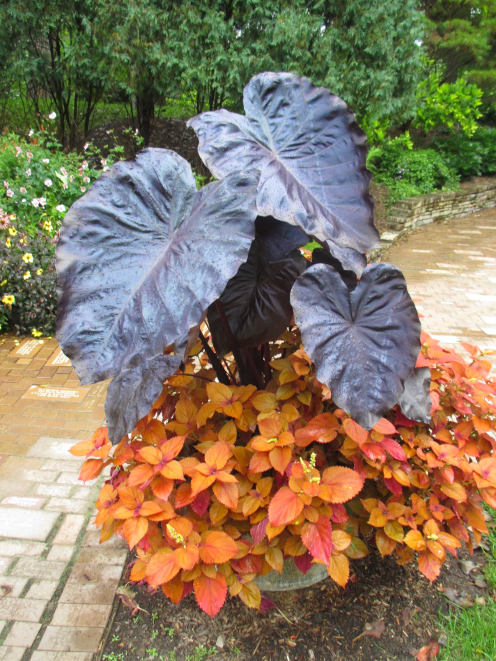 Royal Hawaiian® 'Black Coral' Elephant Ear – Giant Black Tropical Foliage Plant (set of 2)