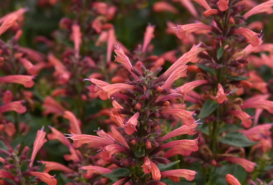 Agastache 'Morello' – Hummingbird Mint (3 Plants)