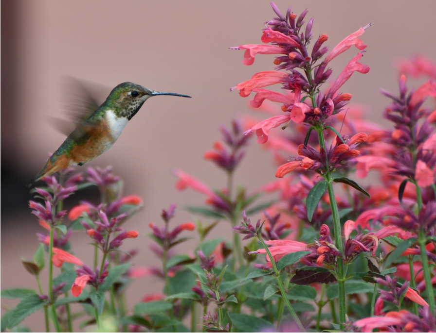Agastache 'Morello' – Hummingbird Mint (3 Plants)