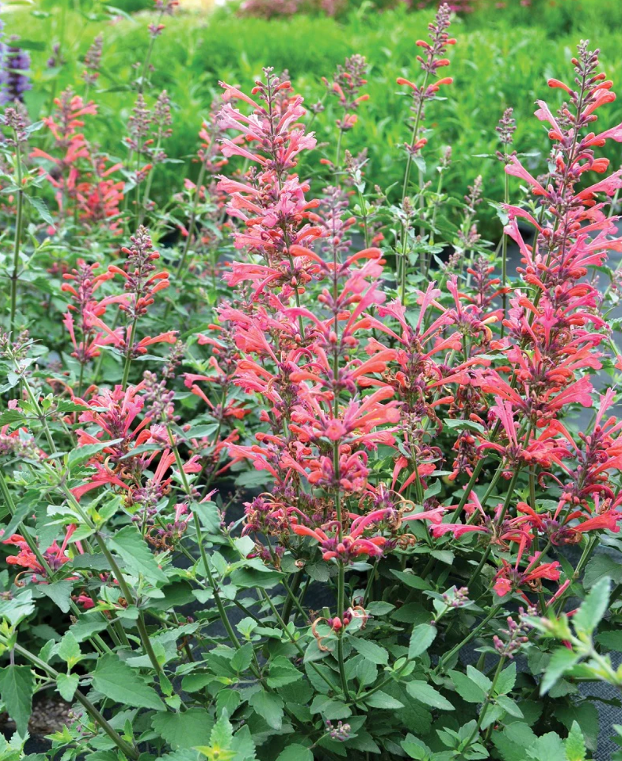 Agastache 'Morello' – Hummingbird Mint (3 Plants)