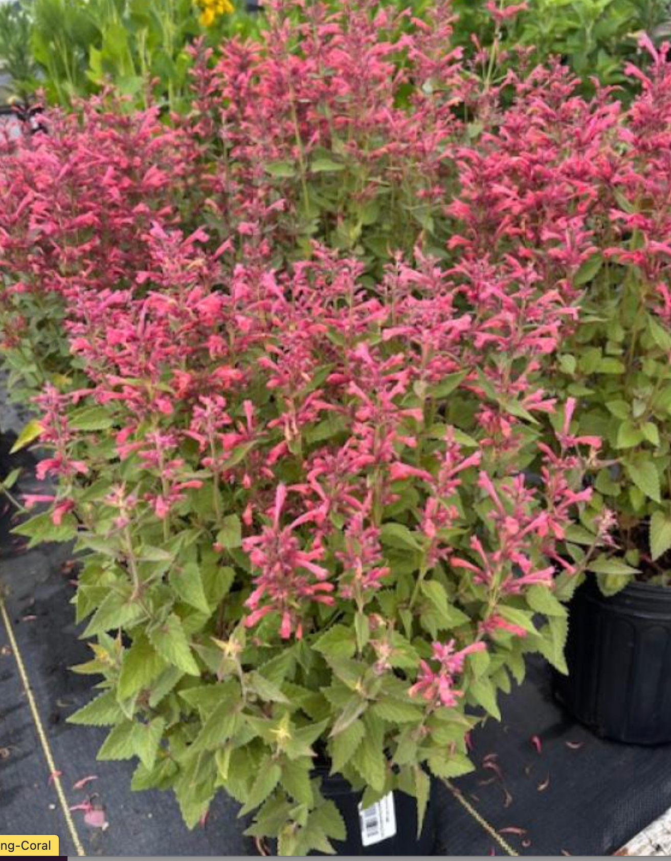 Agastache 'Morello' – Hummingbird Mint (3 Plants)