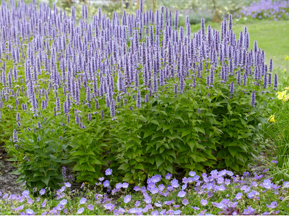 Pollinator Magnet Garden Collection  1| 11 Plants for Full Sun