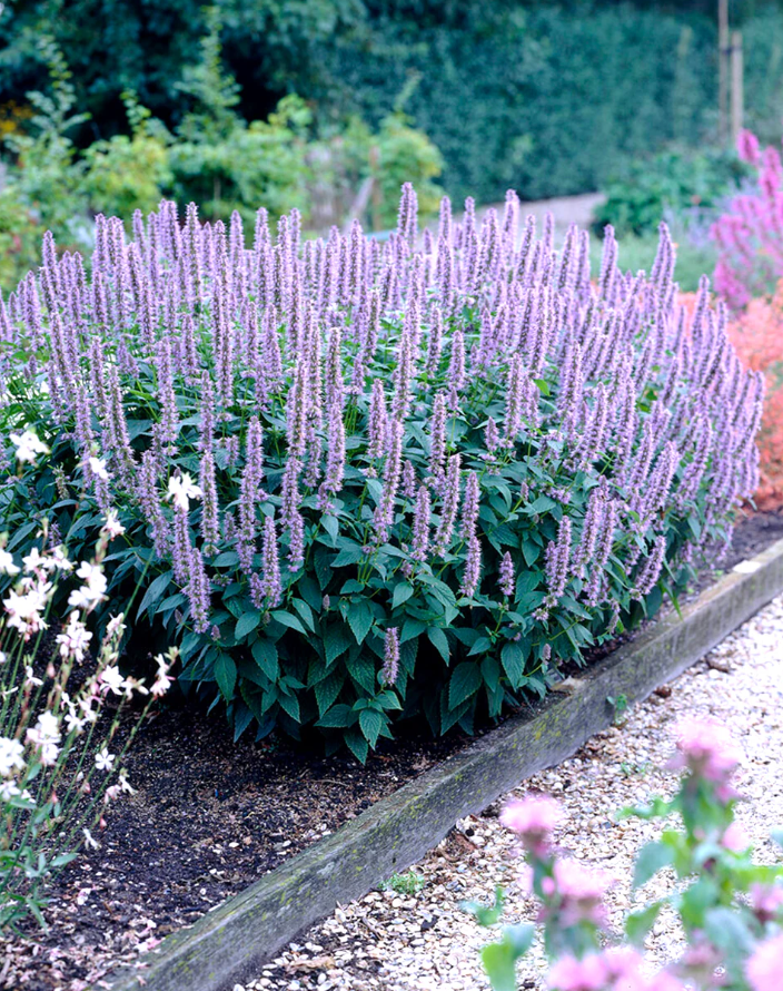 Pollinator Magnet Garden Collection  1| 11 Plants for Full Sun
