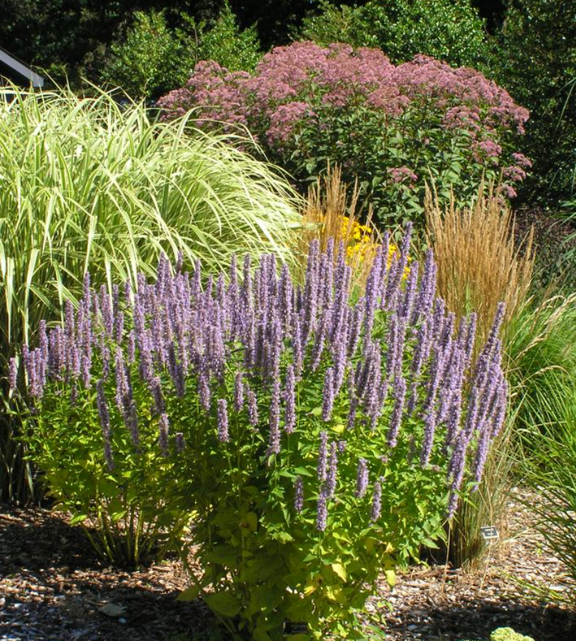 Pollinator Magnet Garden Collection  1| 11 Plants for Full Sun