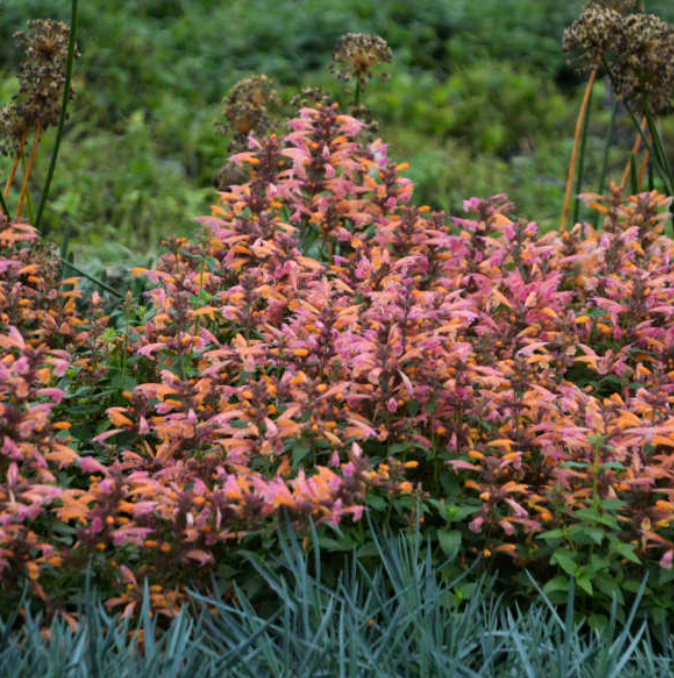 Agastache 'Morello' – Hummingbird Mint (3 Plants)