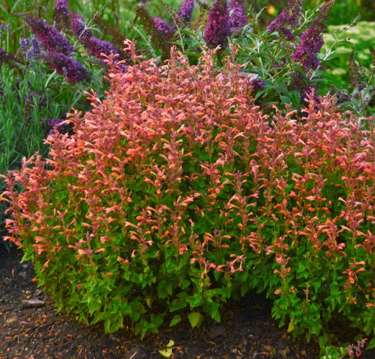 Agastache 'Morello' – Hummingbird Mint (3 Plants)