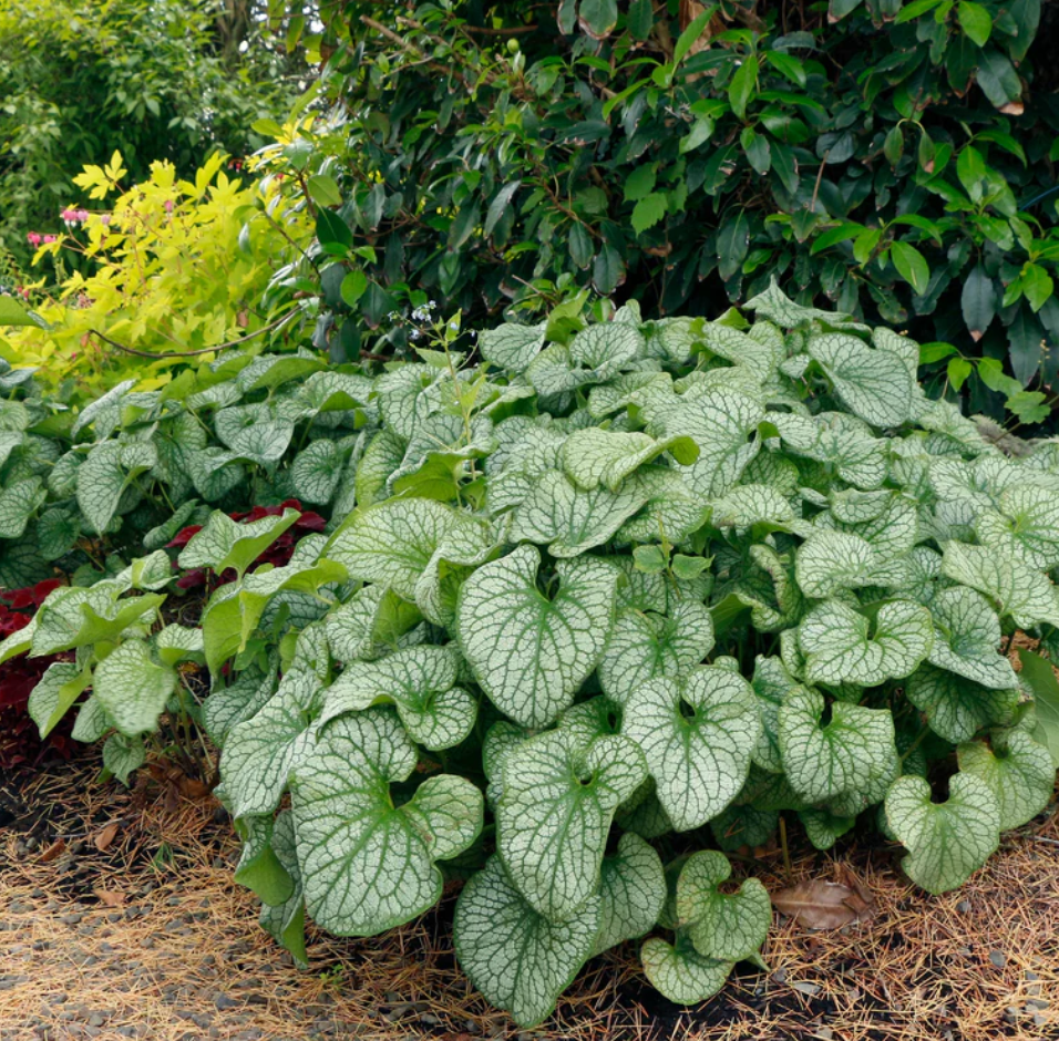 Brunnera Collection ('Alexander's Great' or  'Silver Heart')– Siberian Bugloss (2 Plants)