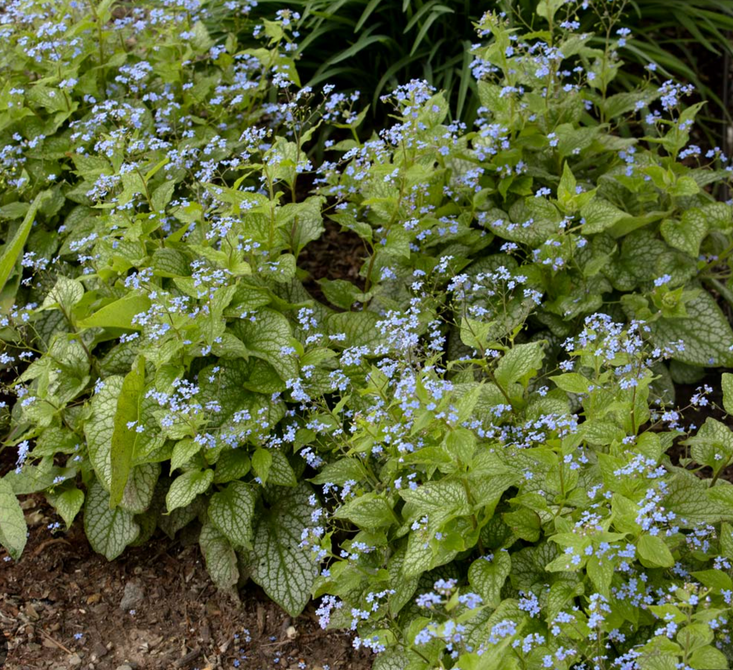 Brunnera Collection ('Alexander's Great' or  'Silver Heart')– Siberian Bugloss (2 Plants)