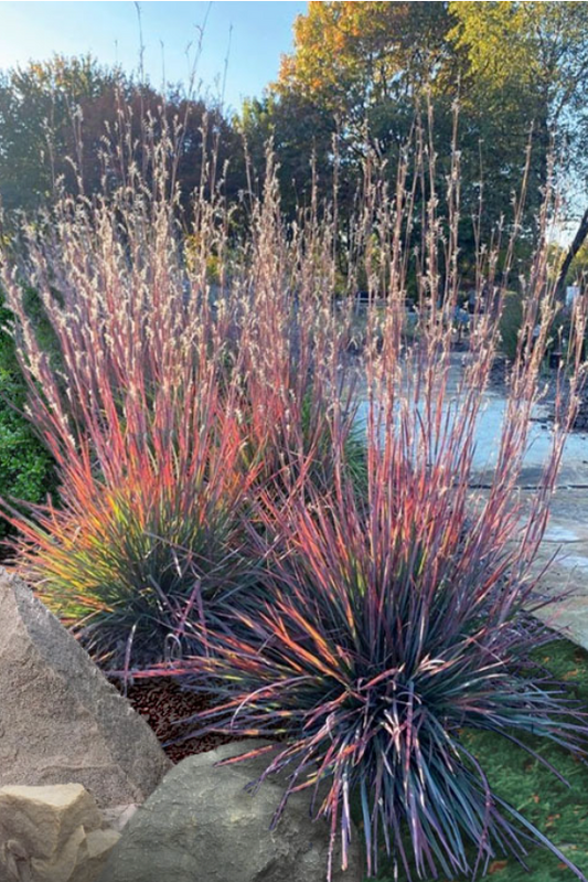 Four-Season Interest Garden Collection | 10 Plants for Full Sun