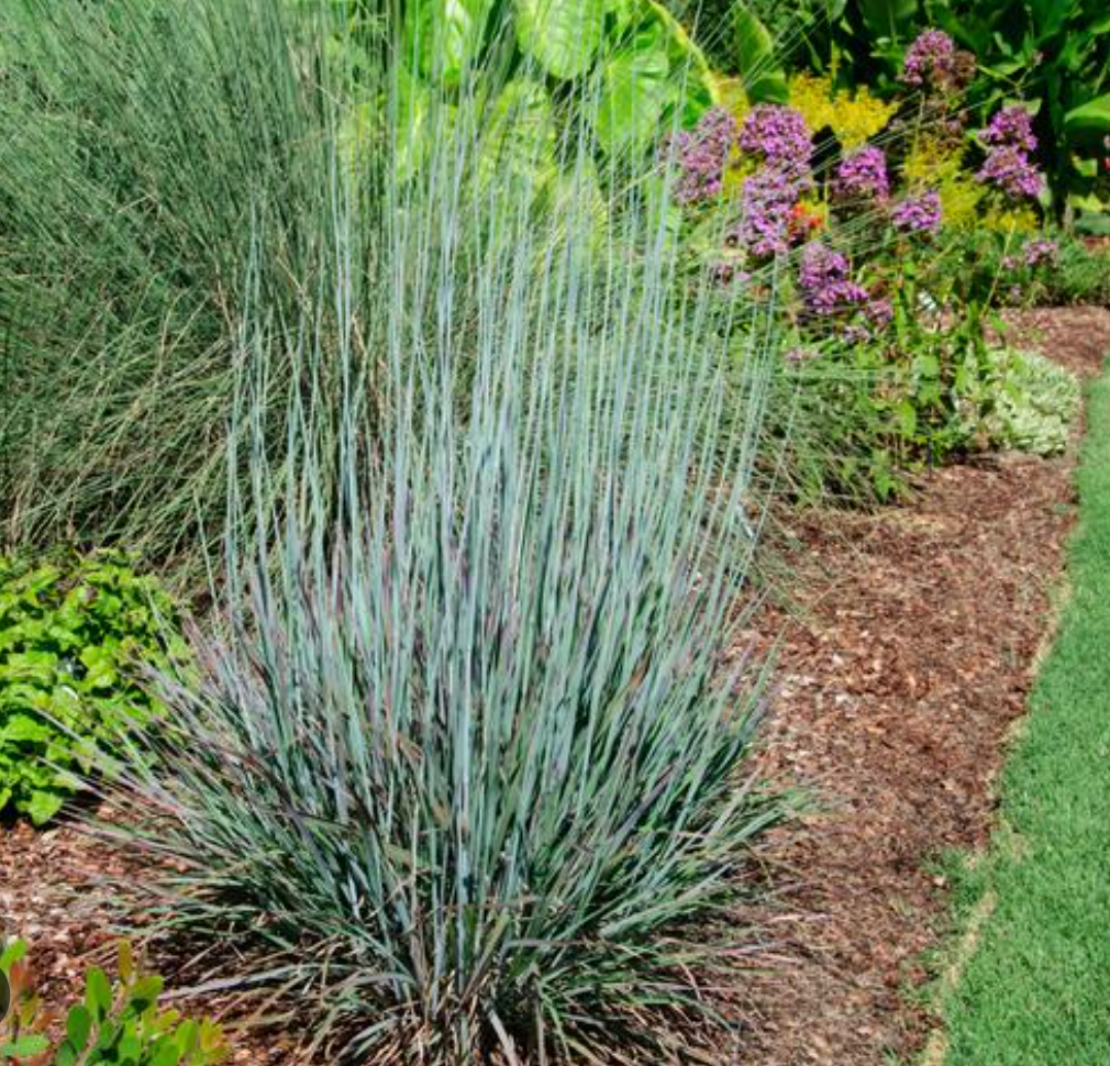 Four-Season Interest Garden Collection | 10 Plants for Full Sun