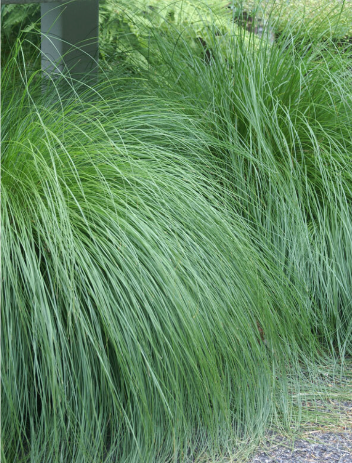 Four-Season Interest Garden Collection | 10 Plants for Full Sun