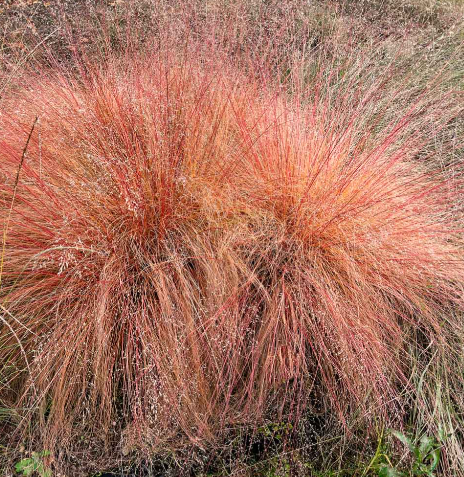 Four-Season Interest Garden Collection | 10 Plants for Full Sun