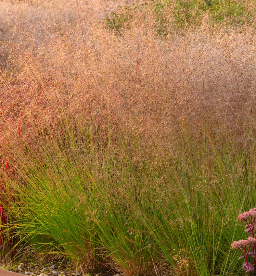 Four-Season Interest Garden Collection | 10 Plants for Full Sun