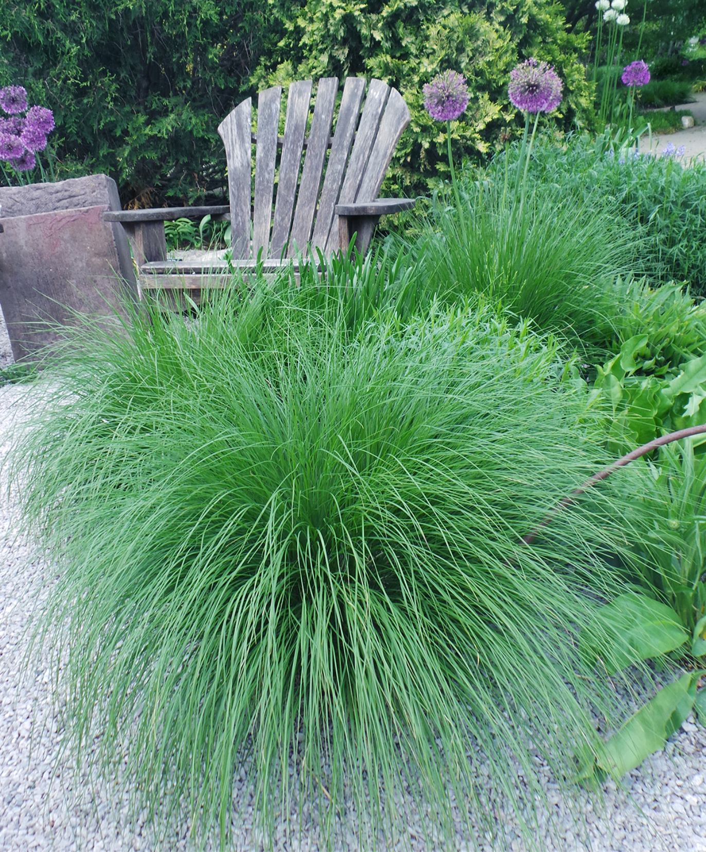 Four-Season Interest Garden Collection | 10 Plants for Full Sun