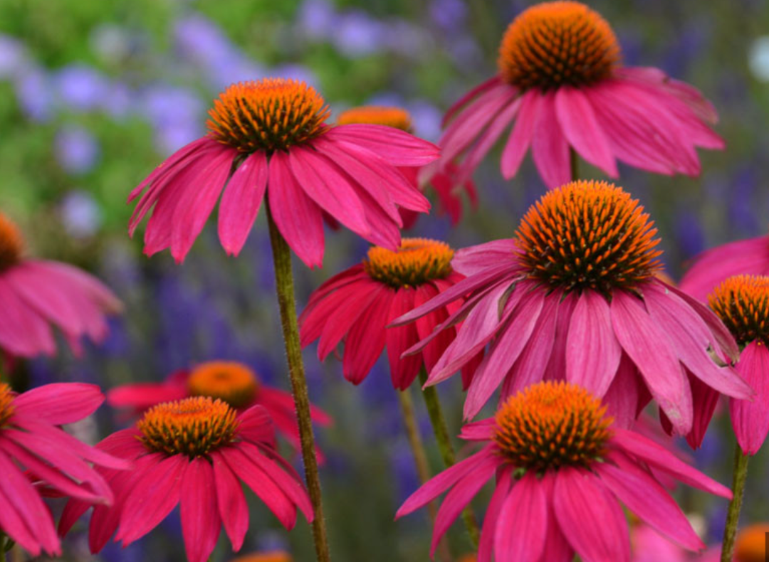 Four-Season Interest Garden Collection | 10 Plants for Full Sun