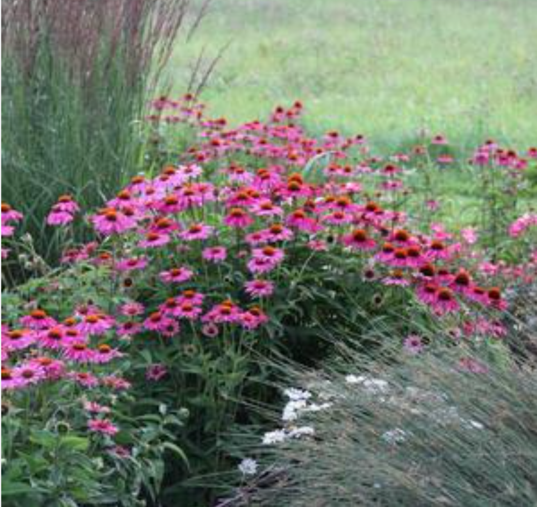Four-Season Interest Garden Collection | 10 Plants for Full Sun