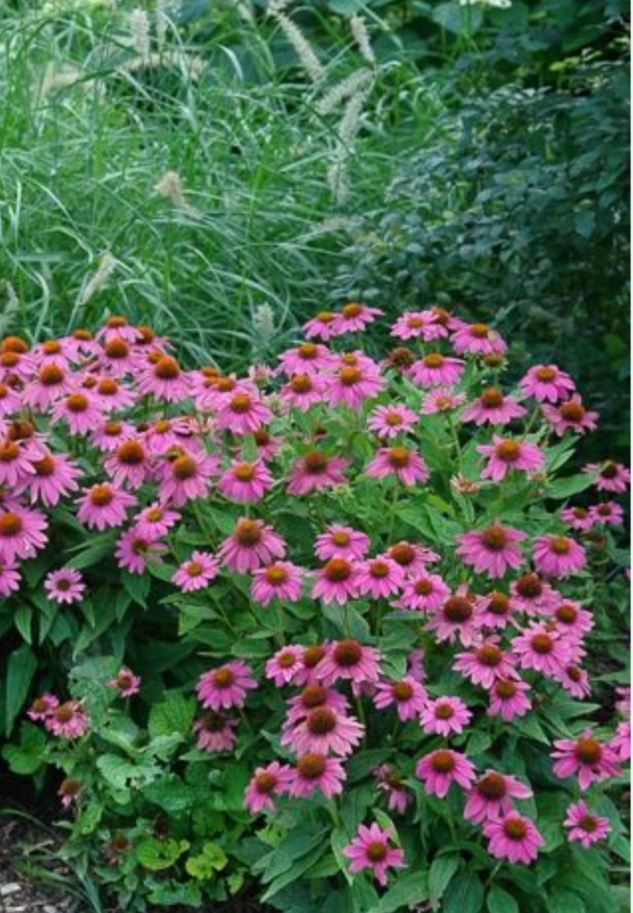 Four-Season Interest Garden Collection | 10 Plants for Full Sun