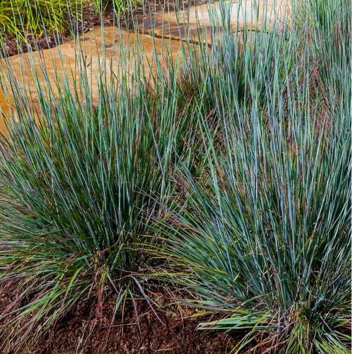 Four-Season Interest Garden Collection | 10 Plants for Full Sun