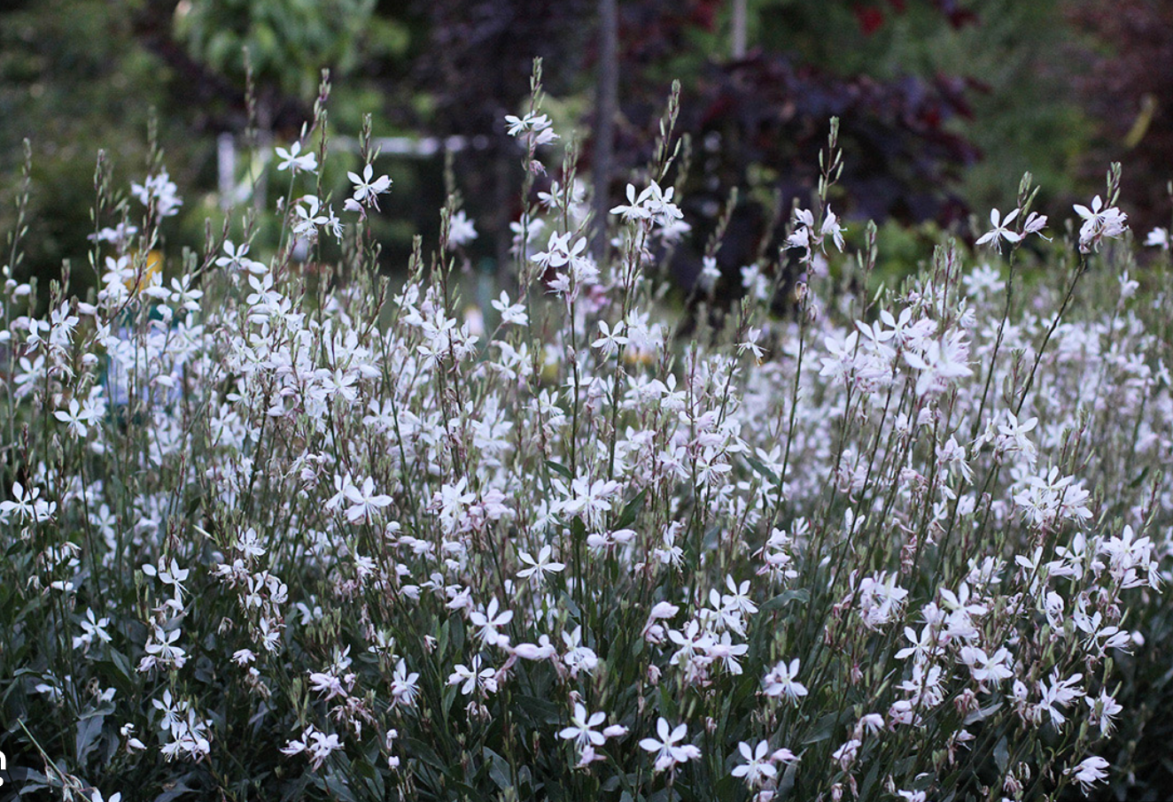 Pollinator Magnet Garden Collection  1| 11 Plants for Full Sun