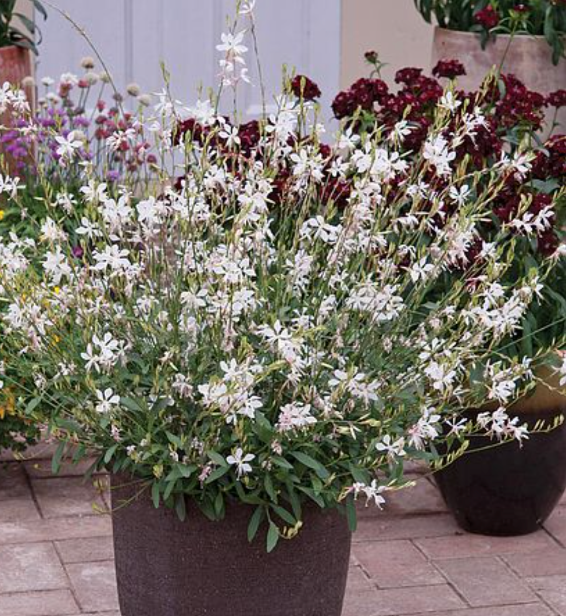 Pollinator Magnet Garden Collection  1| 11 Plants for Full Sun