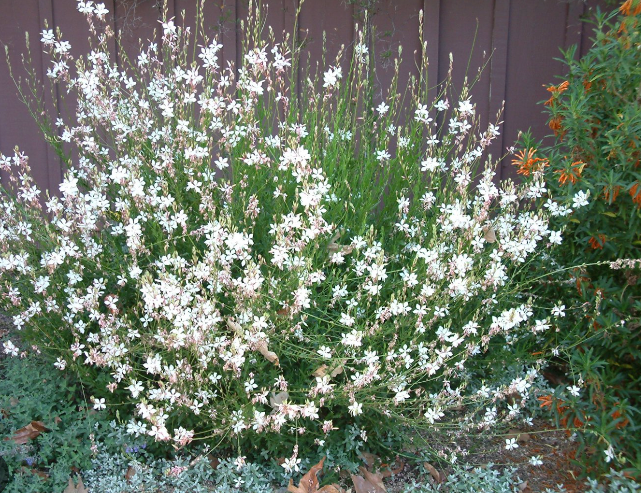 Pollinator Magnet Garden Collection  1| 11 Plants for Full Sun