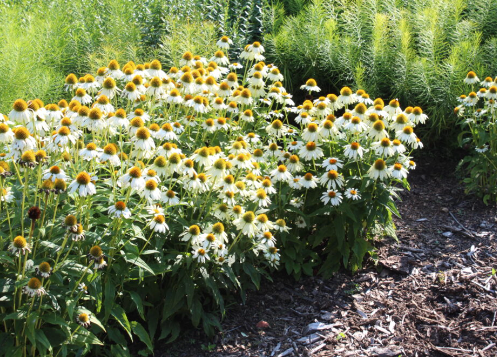 Blue and White Garden Collection | Pollinator Perennials, drought tolerant and Ornamental Grass Bundle- 10 plants