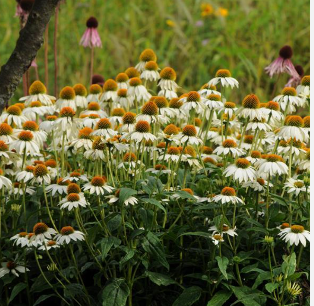 Blue and White Garden Collection | Pollinator Perennials, drought tolerant and Ornamental Grass Bundle- 10 plants