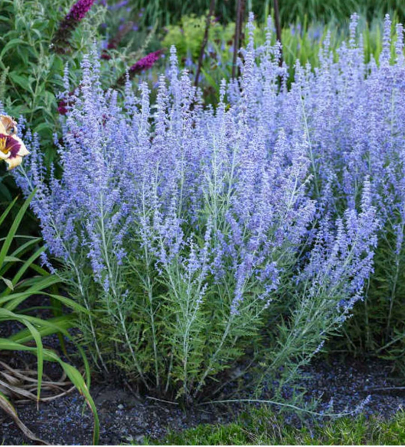 Blue and White Garden Collection | Pollinator Perennials, drought tolerant and Ornamental Grass Bundle- 10 plants