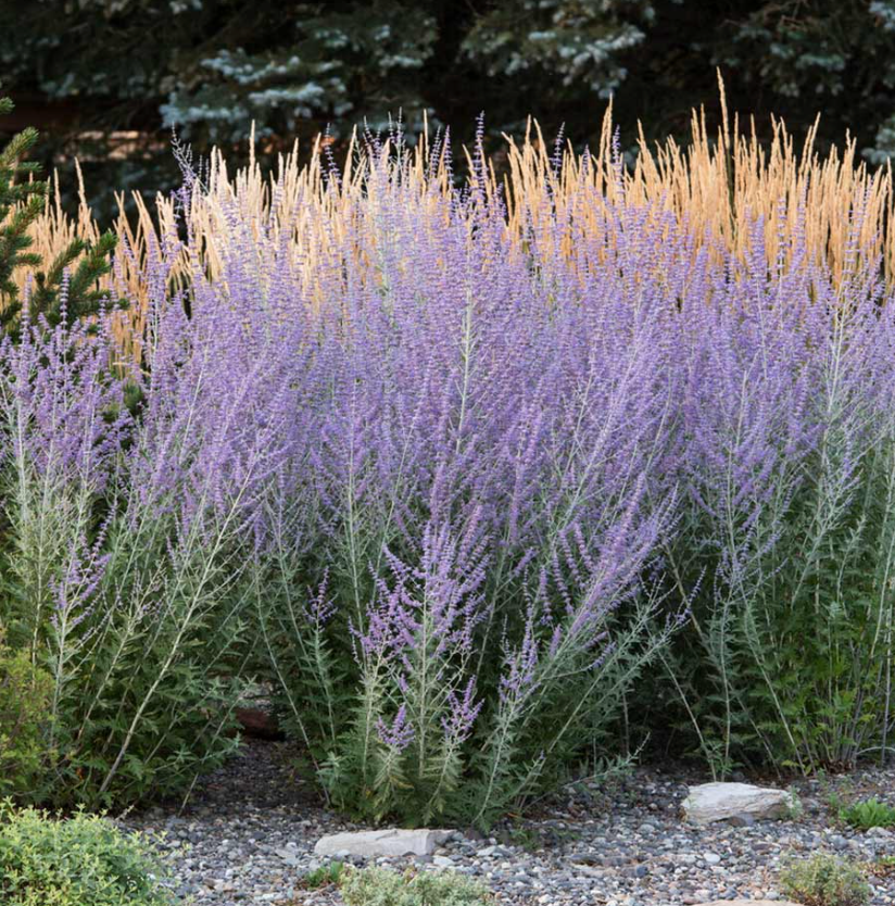 Blue and White Garden Collection | Pollinator Perennials, drought tolerant and Ornamental Grass Bundle- 10 plants