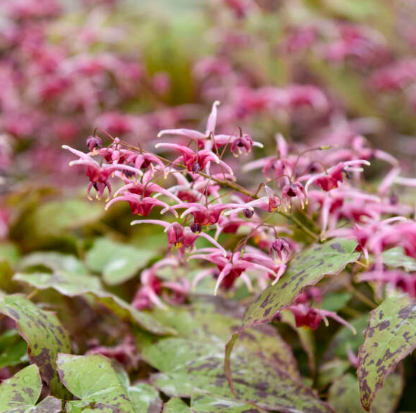 Epimedium × versicolor ‘Sulphureum’ or Pink champagne (set of 2)
