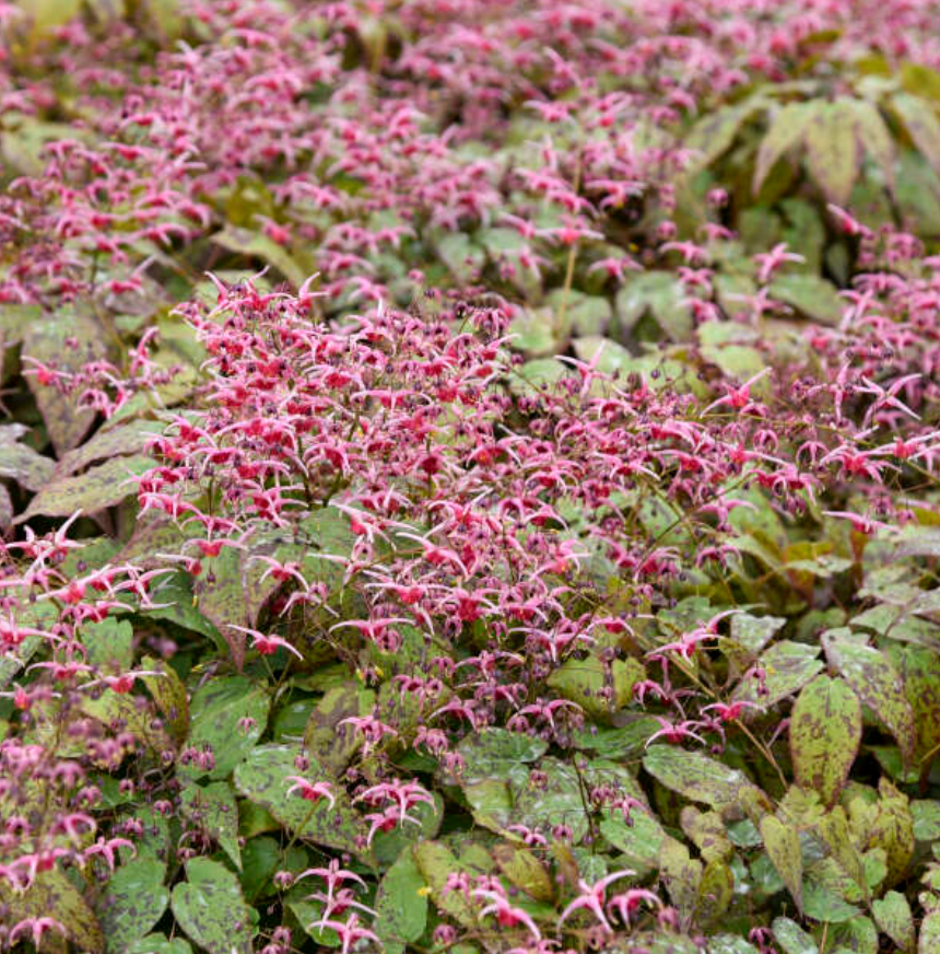 Epimedium × versicolor ‘Sulphureum’ or Pink champagne (set of 2)