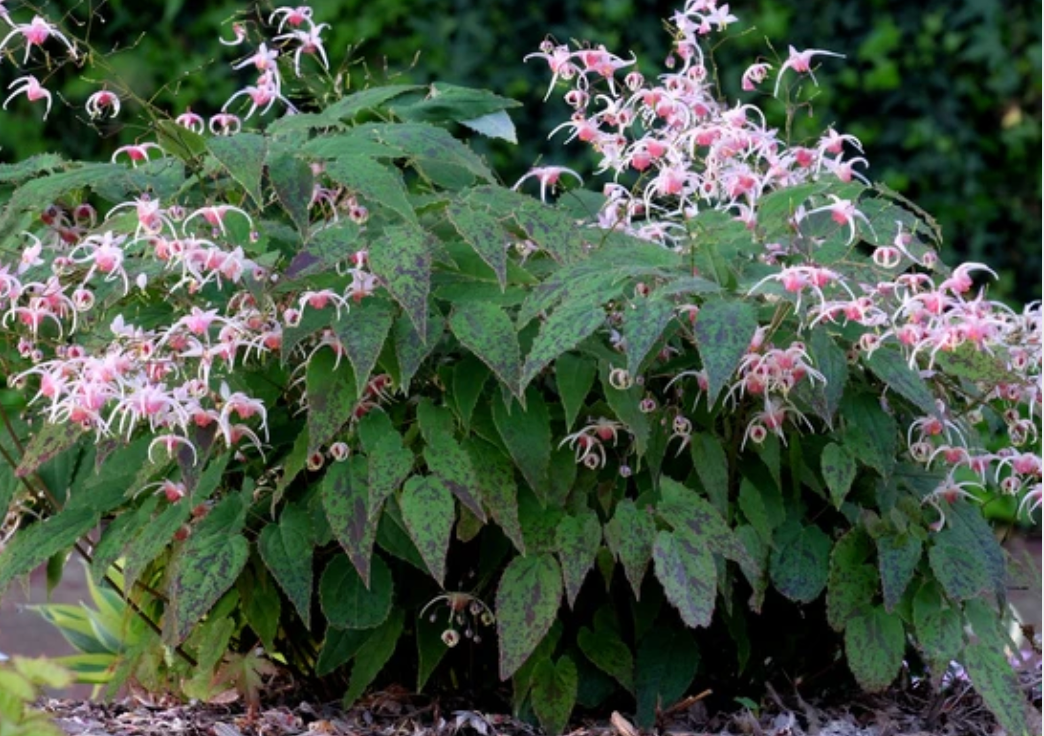 Epimedium × versicolor ‘Sulphureum’ or Pink champagne (set of 2)