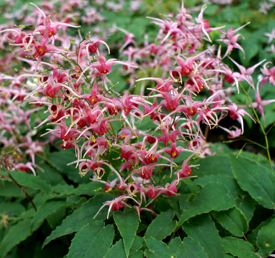 Epimedium × versicolor ‘Sulphureum’ or Pink champagne (set of 2)