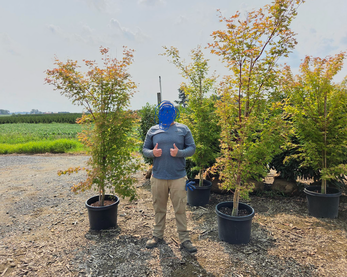 Acer palmatum ‘Sango-kaku’ — Coral Bark Japanese Maple  #15  Approx. 6' - PICK-UP ONLY