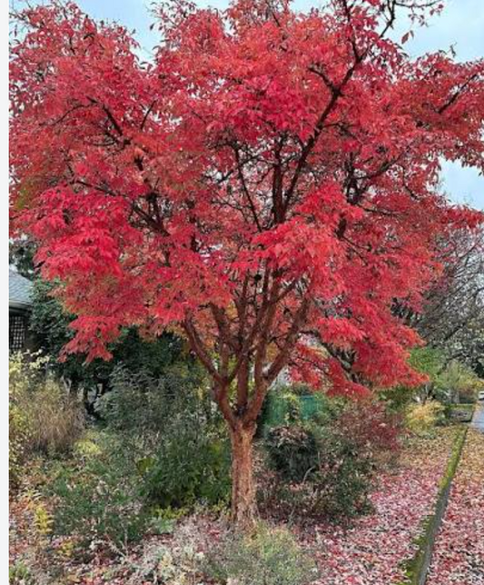 Acer griseum — Paperbark Maple | Large Specimen #10 | 6–7' - PICK-UP ONLY